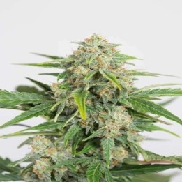 Dinamed CBD Autofloreciente Feminizada de Dinafem