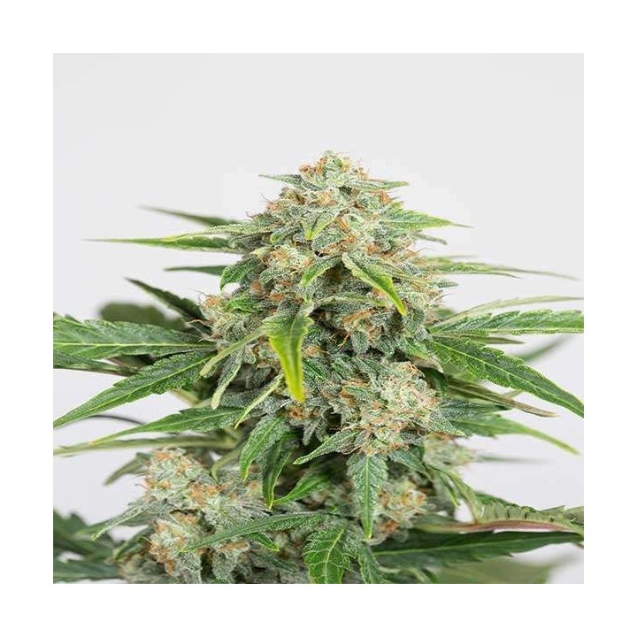 Dinamed CBD Autofloreciente Feminizada de Dinafem