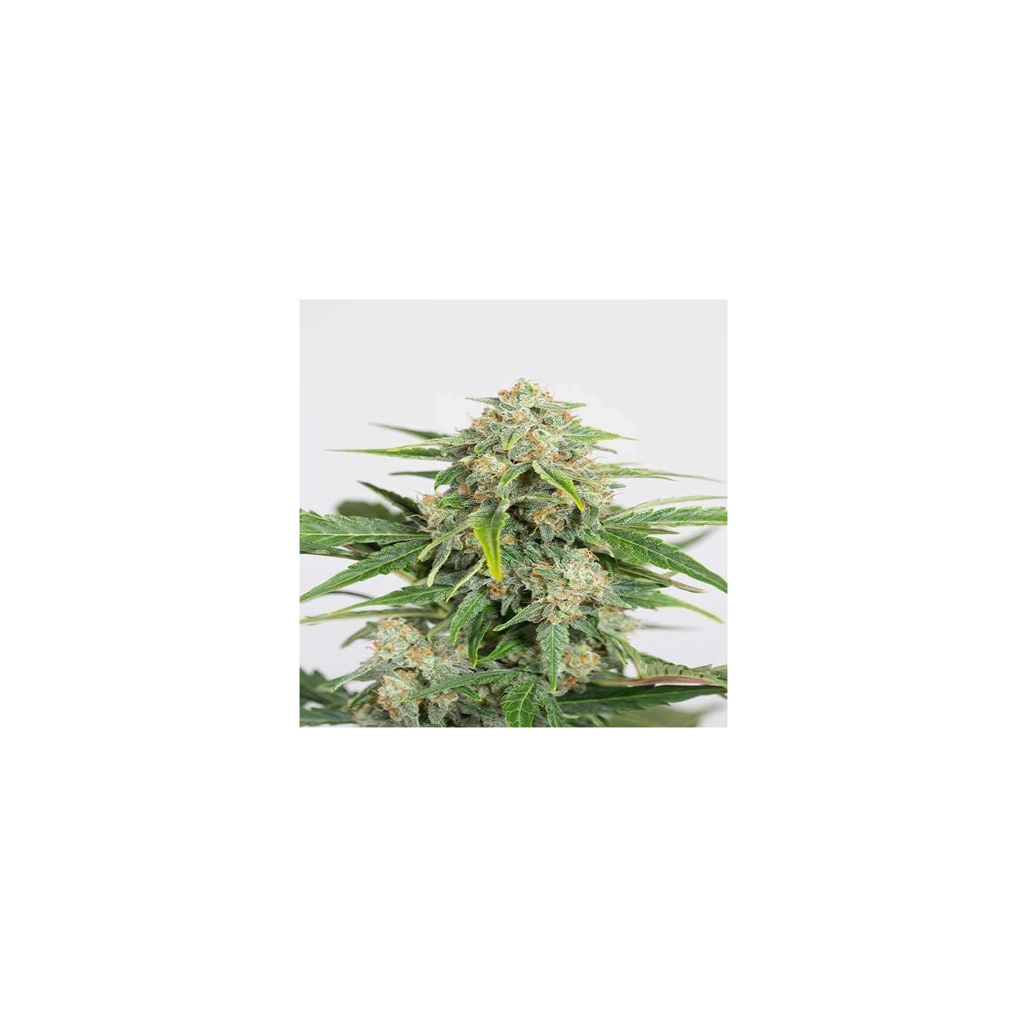 Dinamed CBD Autofloreciente Feminizada de Dinafem