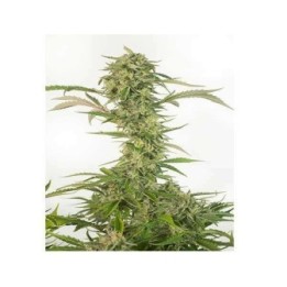 Og Kush CBD Autofloreciente Feminizada de Dinafem