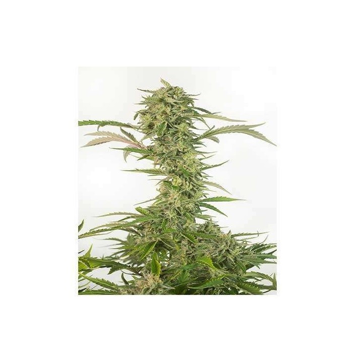 Og Kush CBD Autofloreciente Feminizada de Dinafem