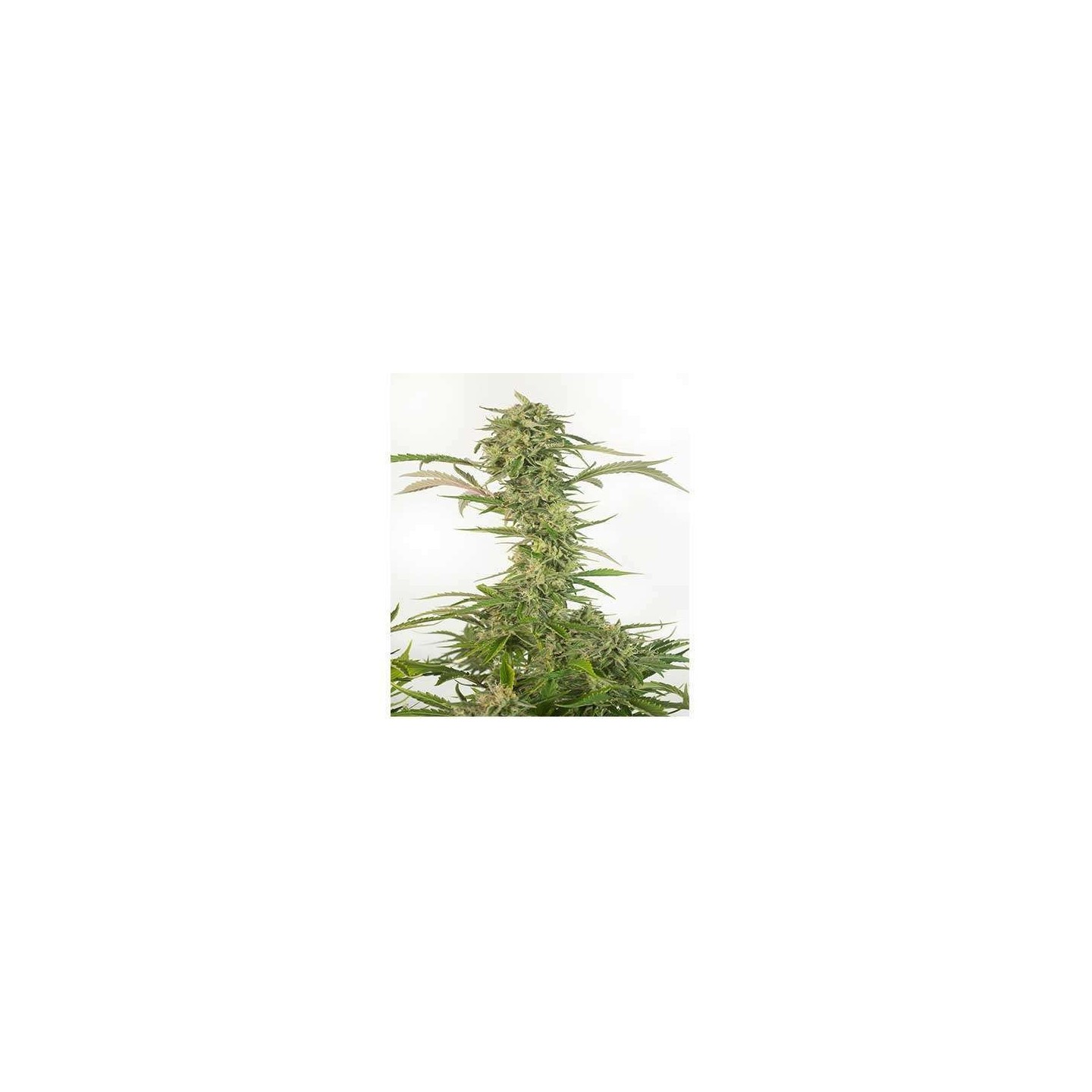 Og Kush CBD Autofloreciente Feminizada de Dinafem