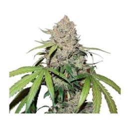 Charlotte's Angel CBD Feminizada de Dutch Passion