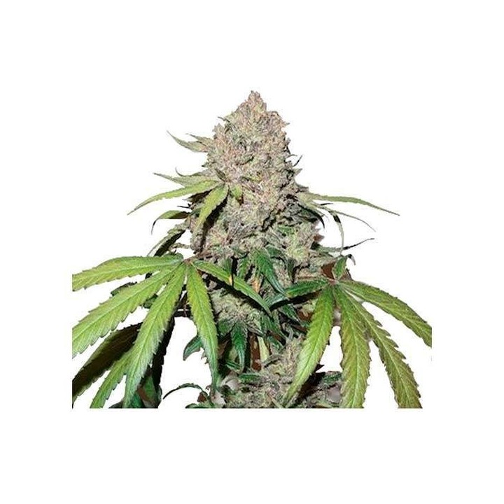 Charlotte's Angel CBD Feminizada de Dutch Passion