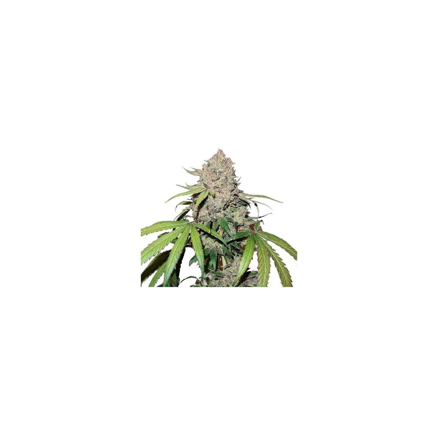 Charlotte's Angel CBD Feminizada de Dutch Passion