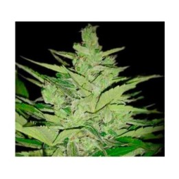 Llimonet Haze CBD Feminizada de Elite Seeds