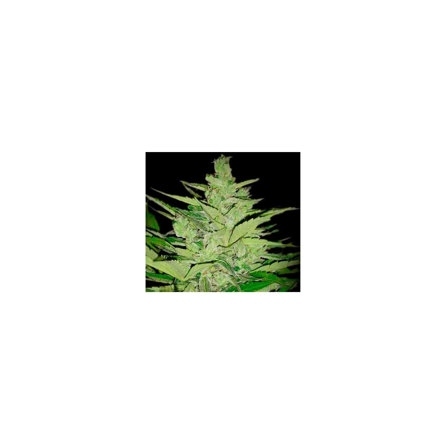 Llimonet Haze CBD Feminizada de Elite Seeds