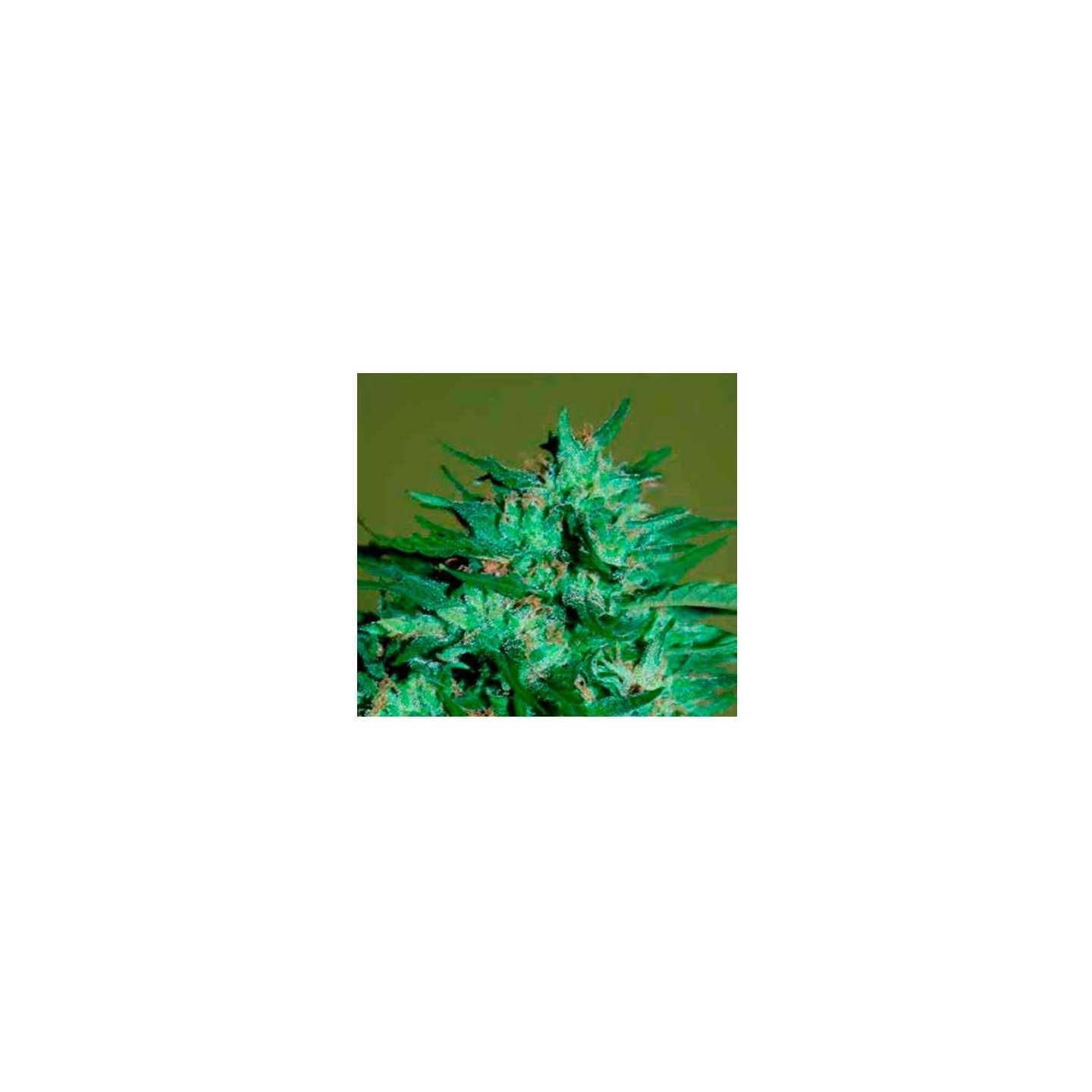 Llimonet Haze Ultra CBD Feminizada de Elite Seeds