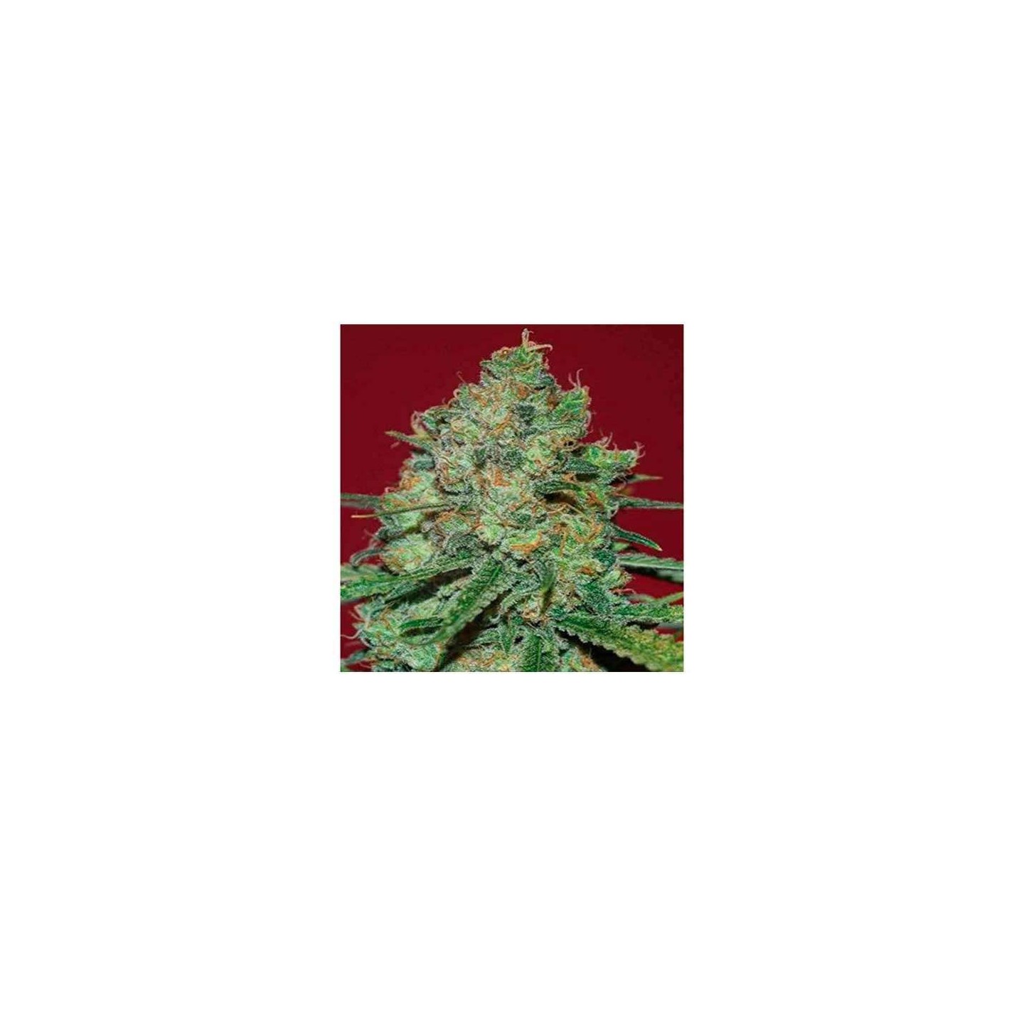 Clinical White CBD Feminizada de Expert Seeds