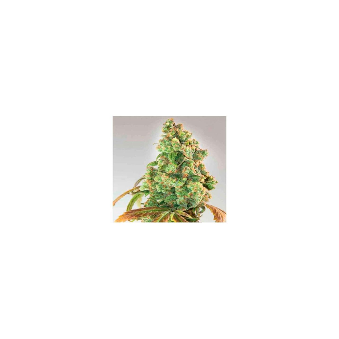 Nurse Lilly CBD Feminizada de Expert Seeds