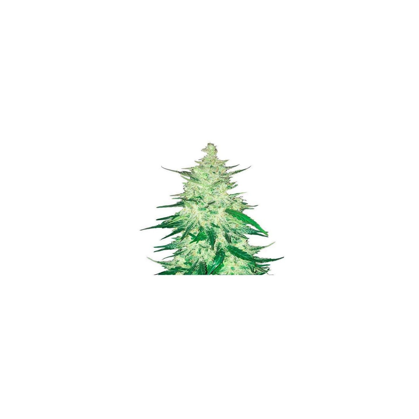 Crack CBD Autofloreciente Feminizada de Fastbuds Seeds
