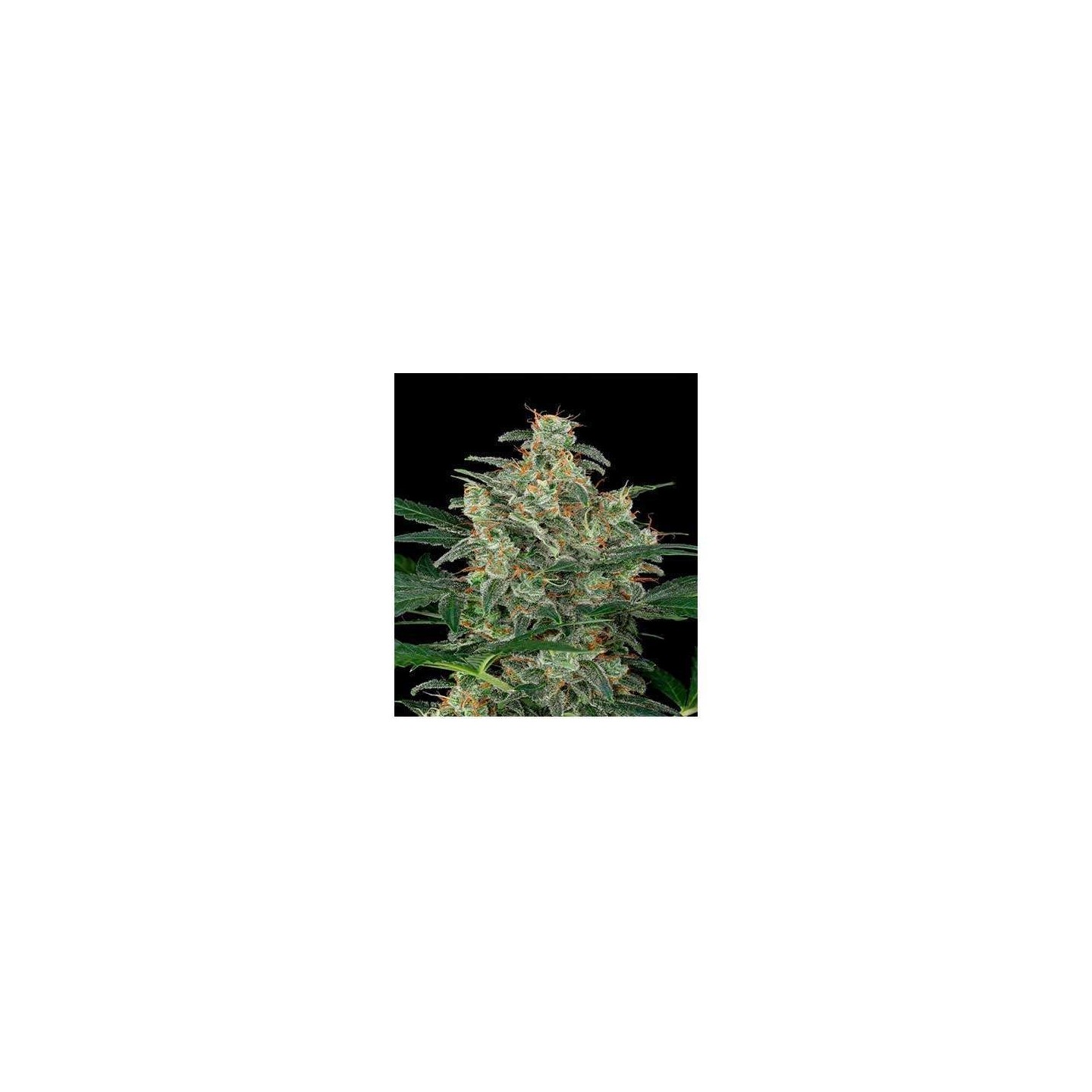 Exodus Cheese CBD Autofloreciente Feminizada de Green House