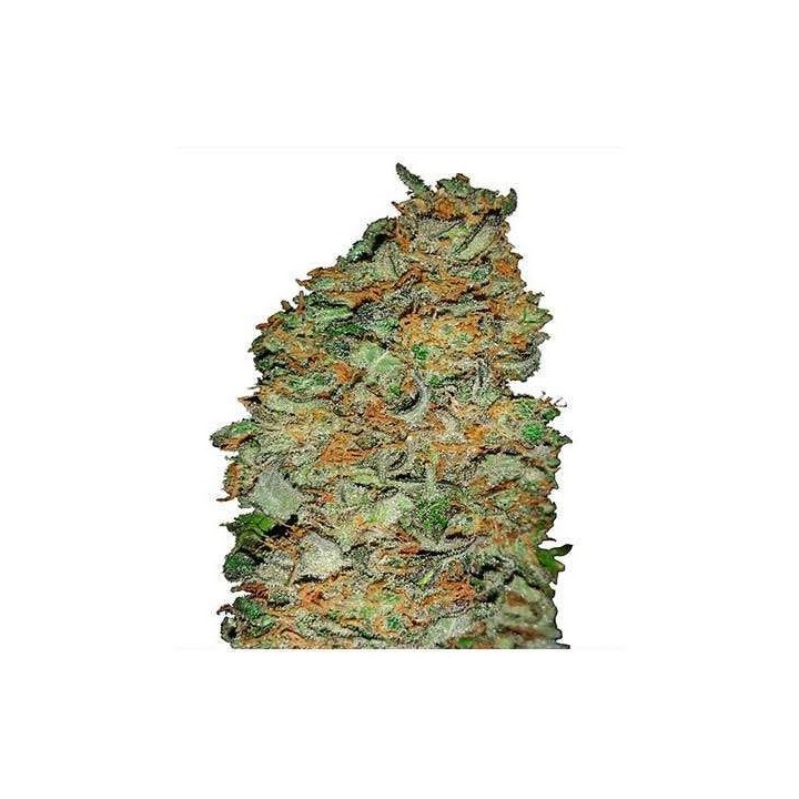 King´s Kush CBD Feminizada de Green House