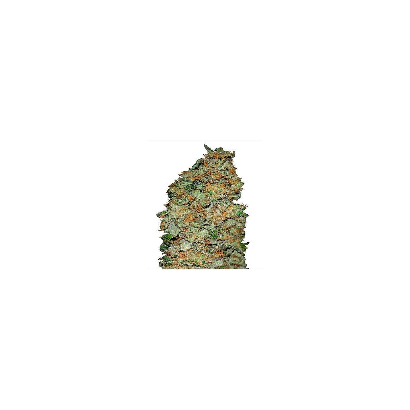 King´s Kush CBD Feminizada de Green House