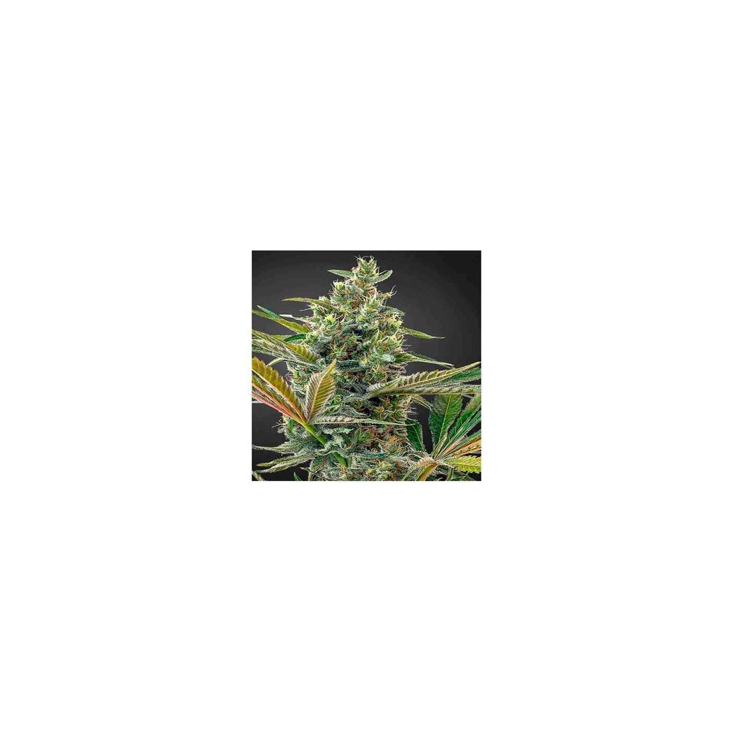 Super Lemon Haze CBD Autofloreciente Feminizada de Green House