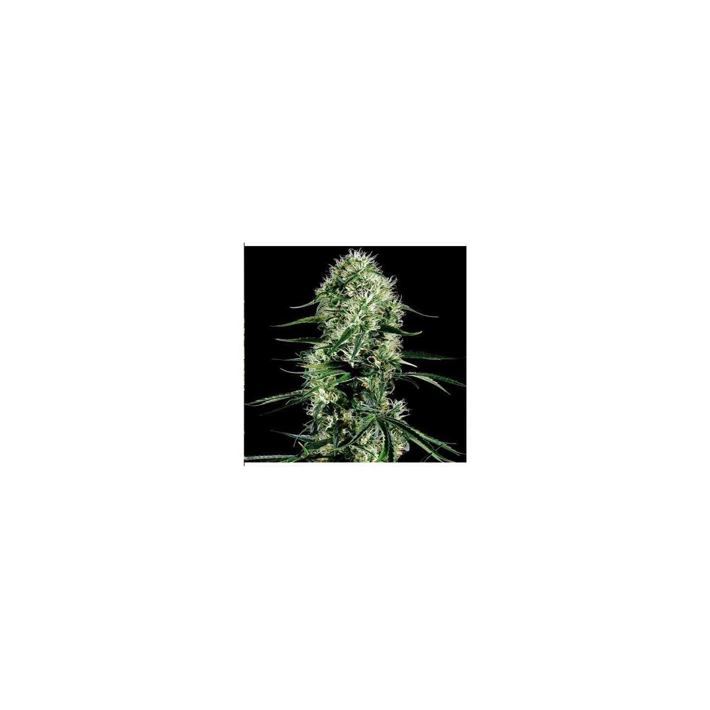 Super Silver Haze CBD Feminizada de Green House