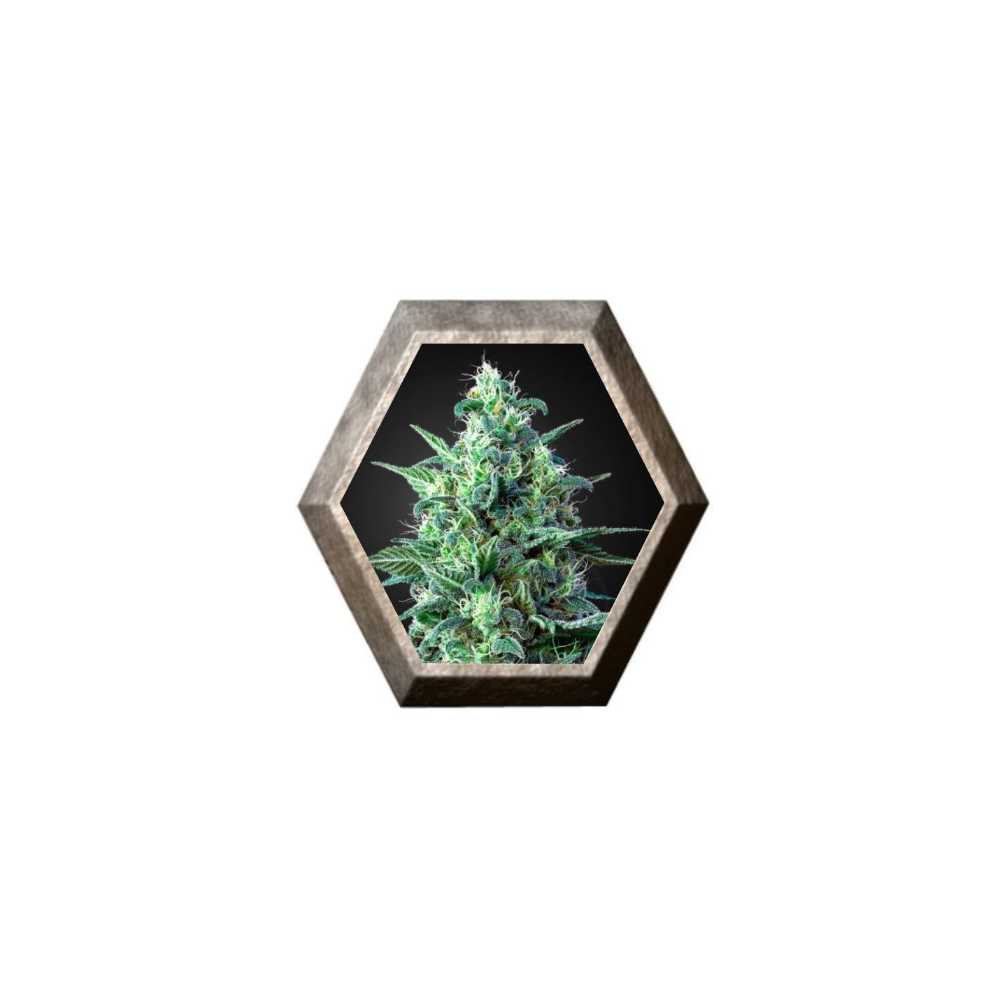 White Widow CBD Autofloreciente Feminizada de Green House