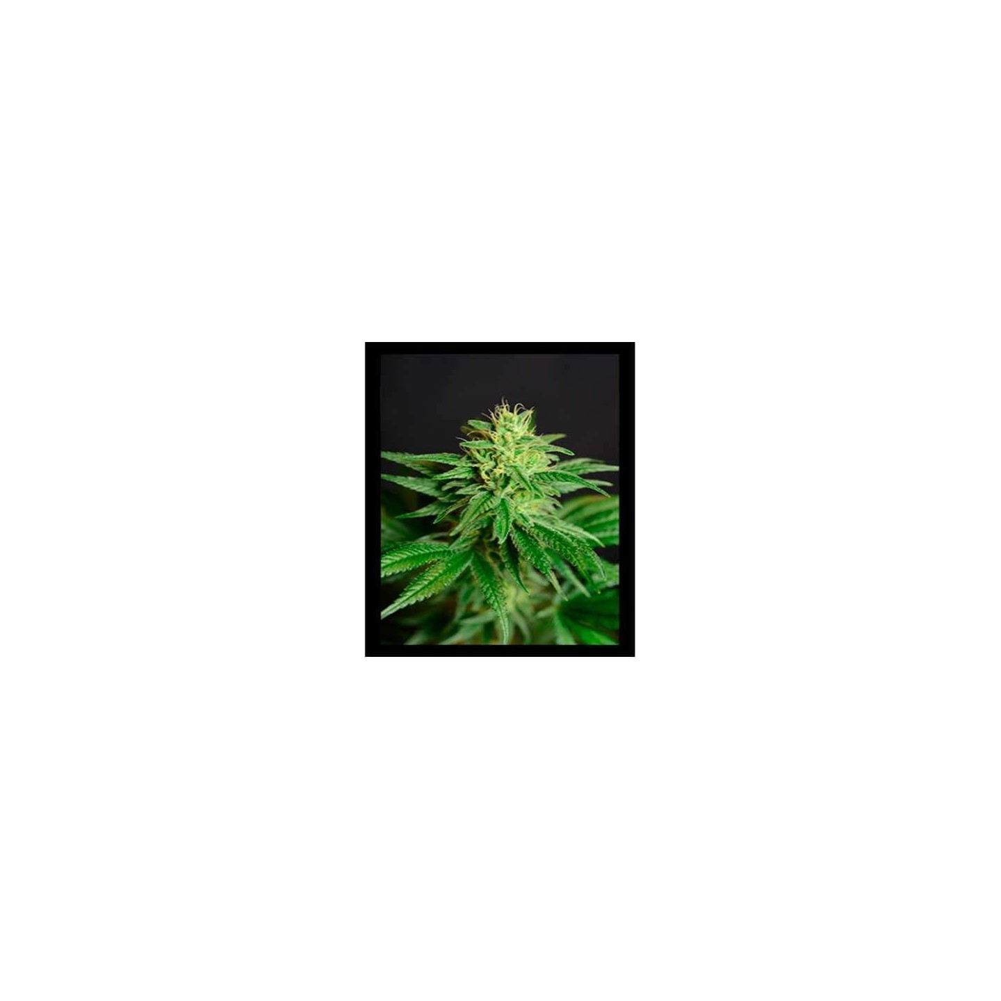 Jean Guy CBD Feminizada de House of the Great Gardener