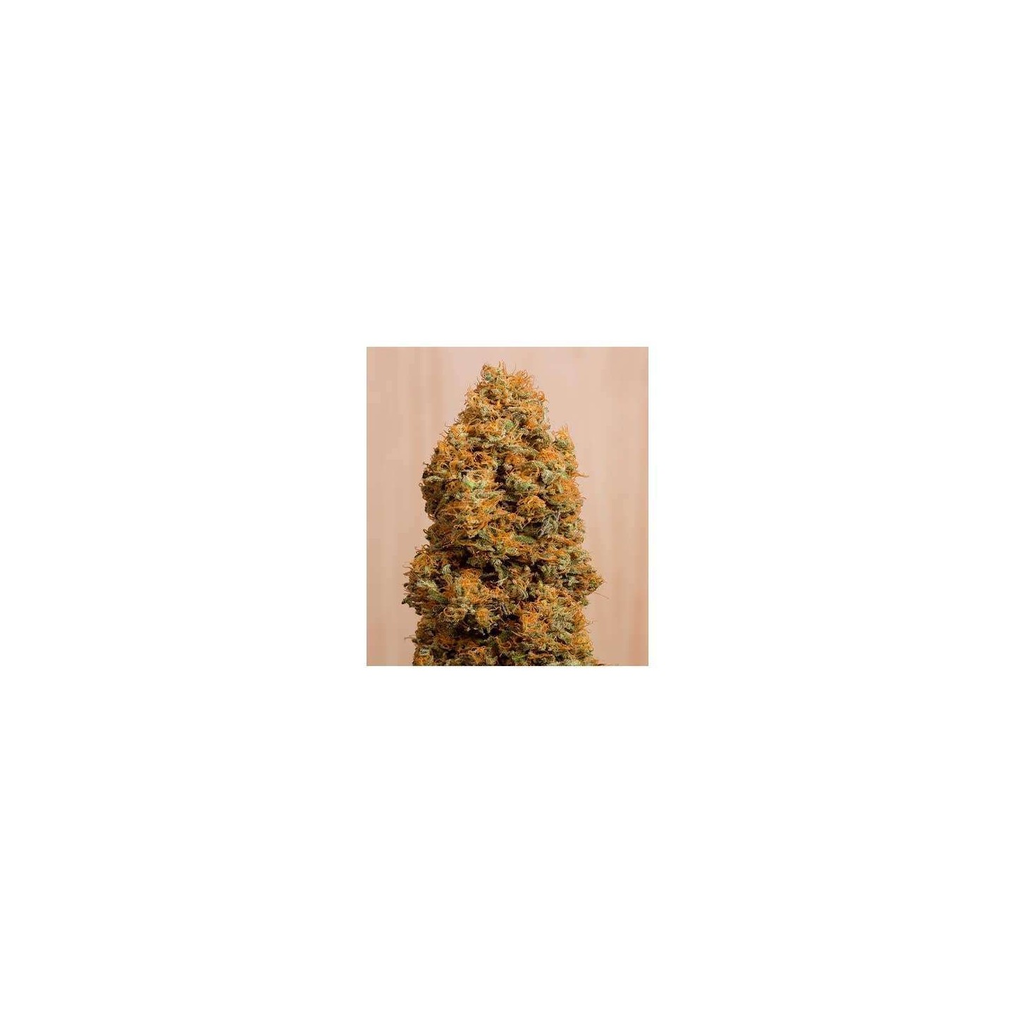 Green Crack CBD Feminziada de Humboldt Seeds