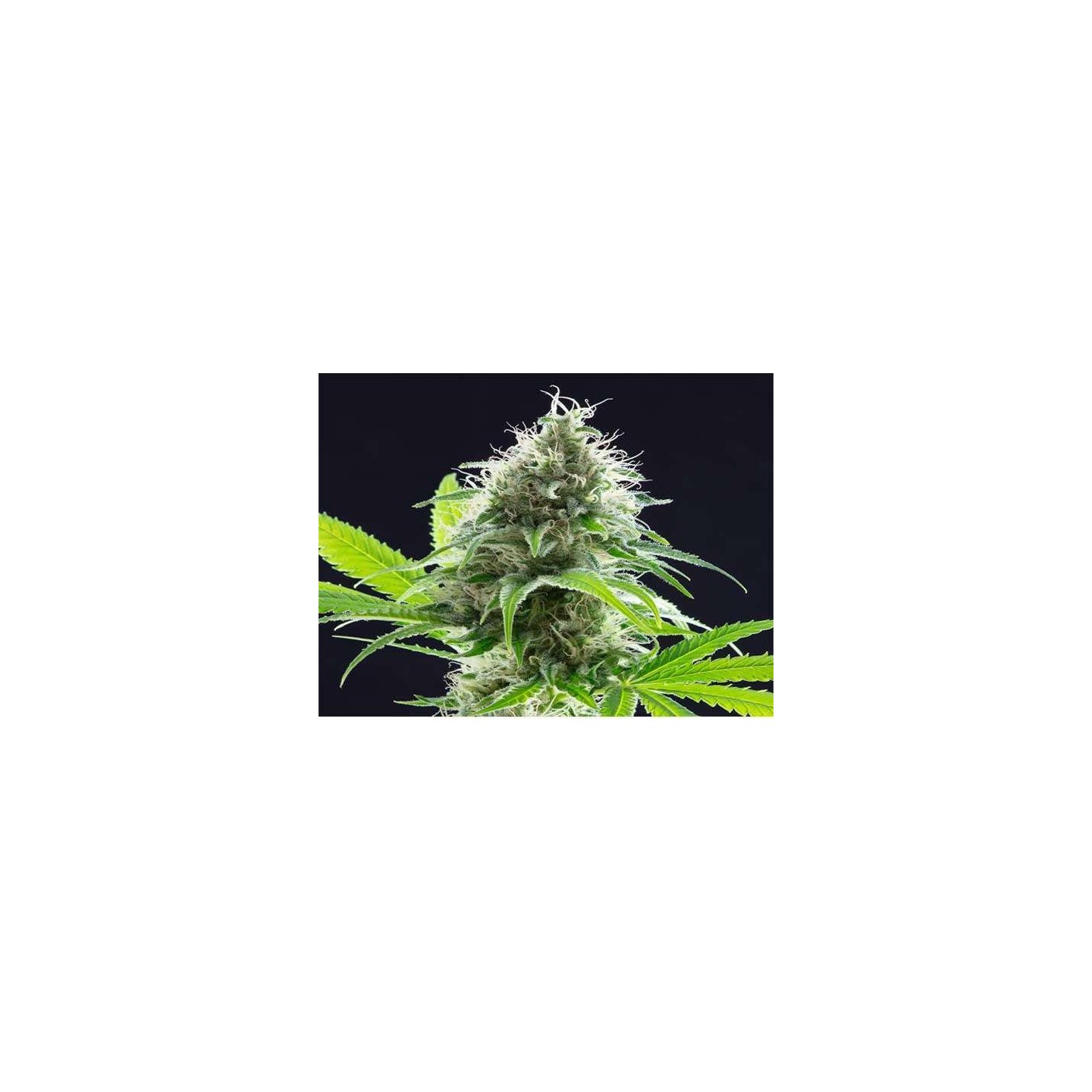 Kama Kush CBD Feminizada de Kannabia Seeds