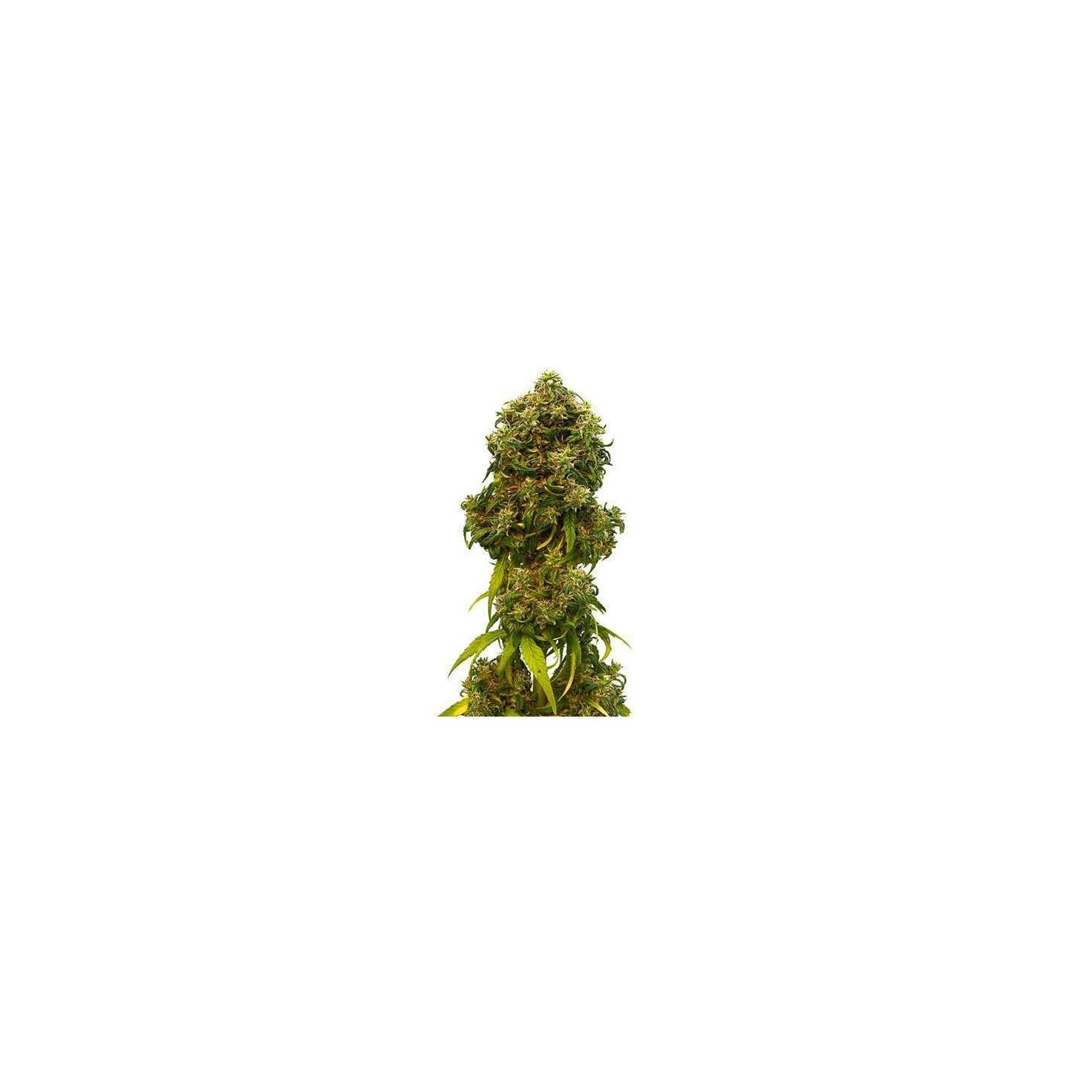 Swiss Dream CBD Autofloreciente Feminizada de Kannabia Seeds