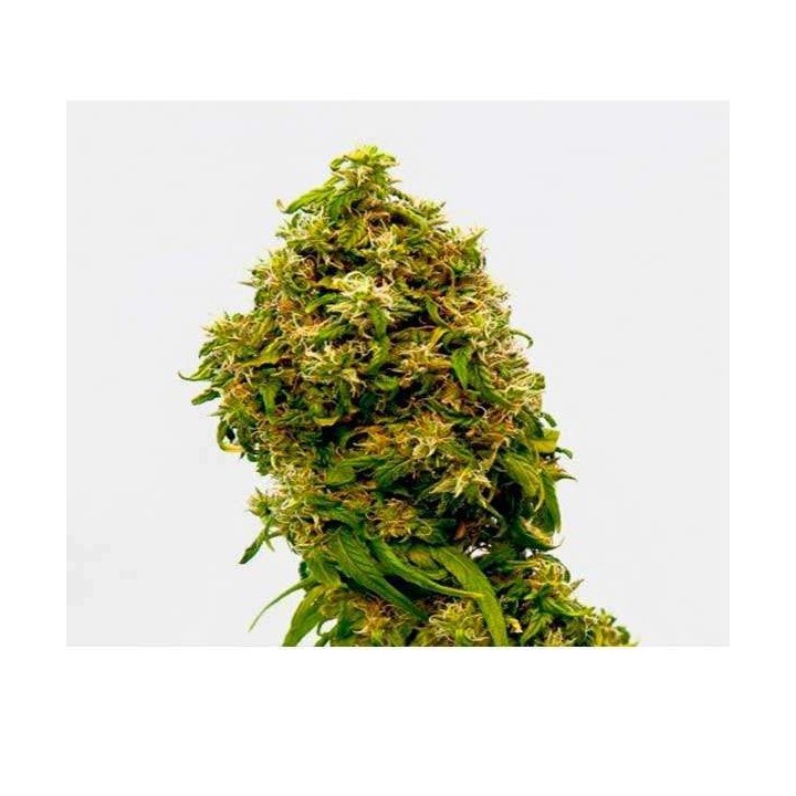 Swiss Dream CBD Feminizada de Kannabia Seeds