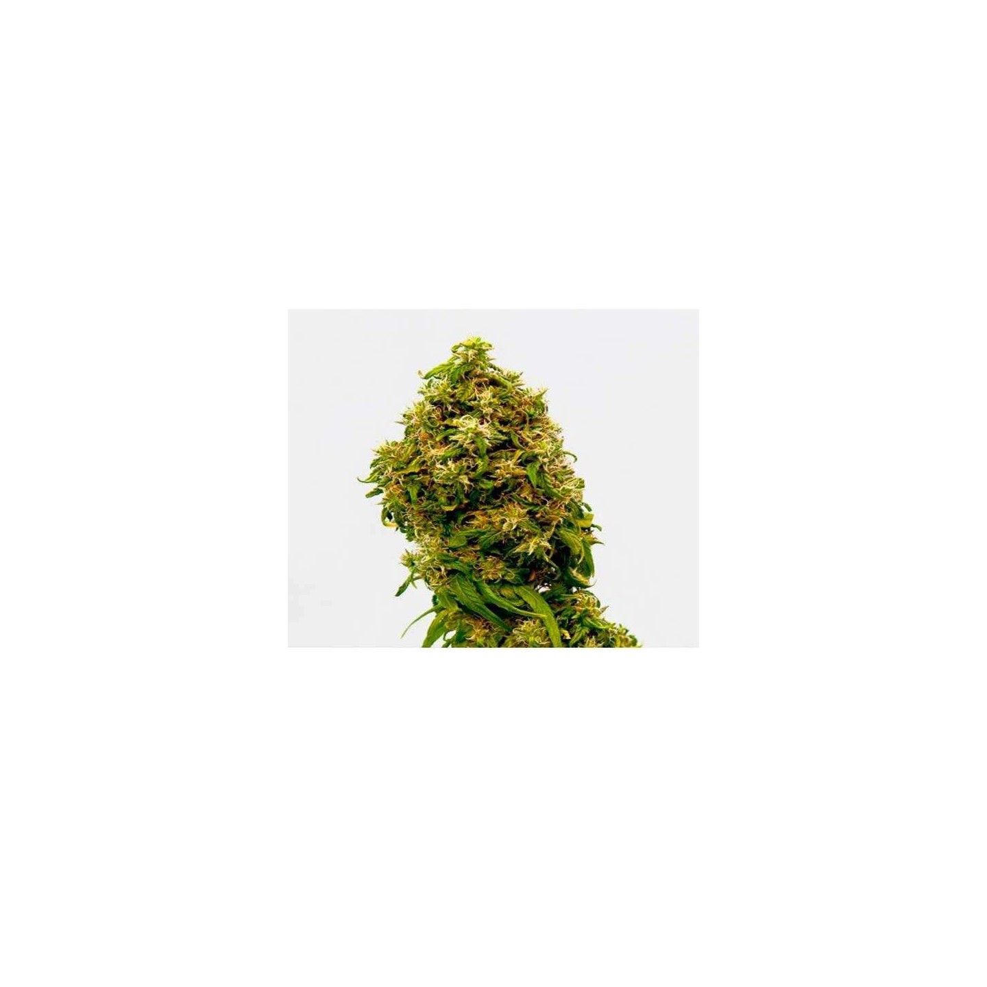 Swiss Dream CBD Feminizada de Kannabia Seeds
