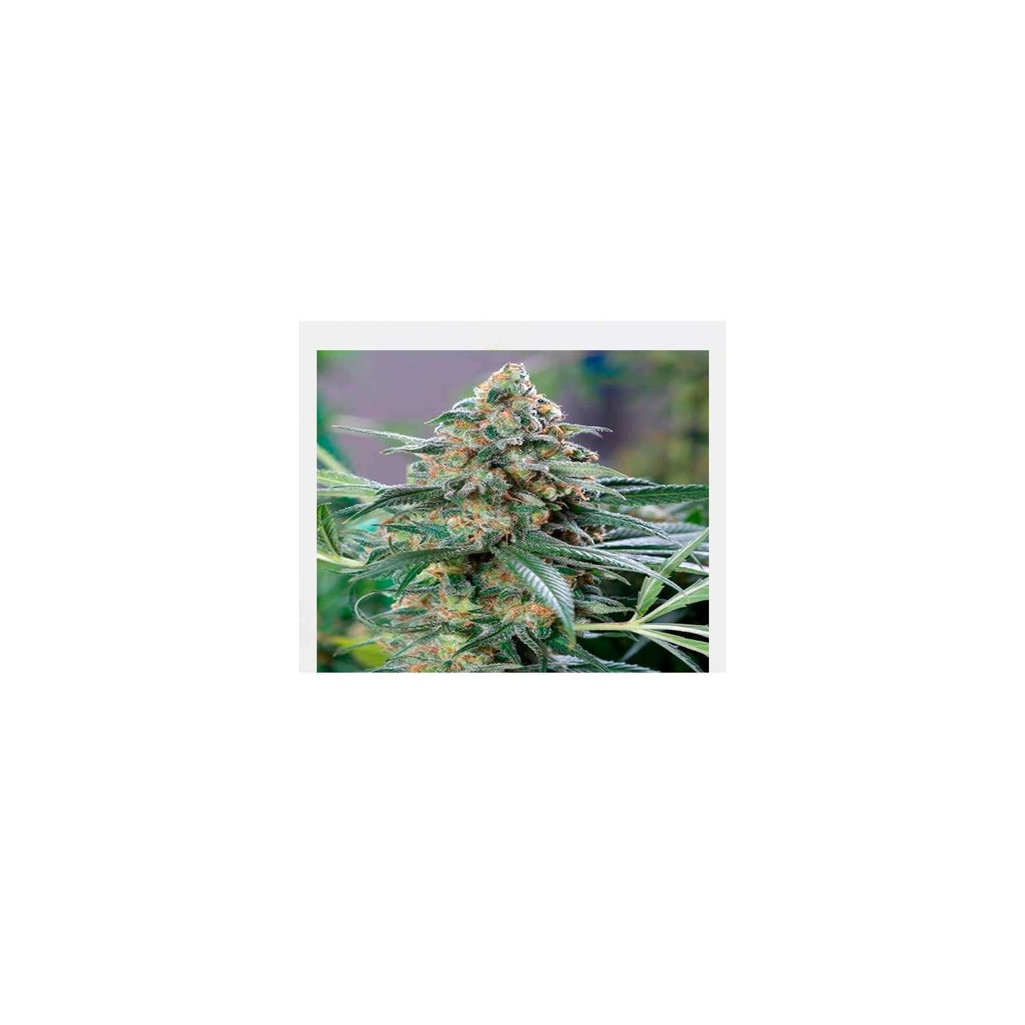 Og Kush CBD Feminizada de Medical Seeds