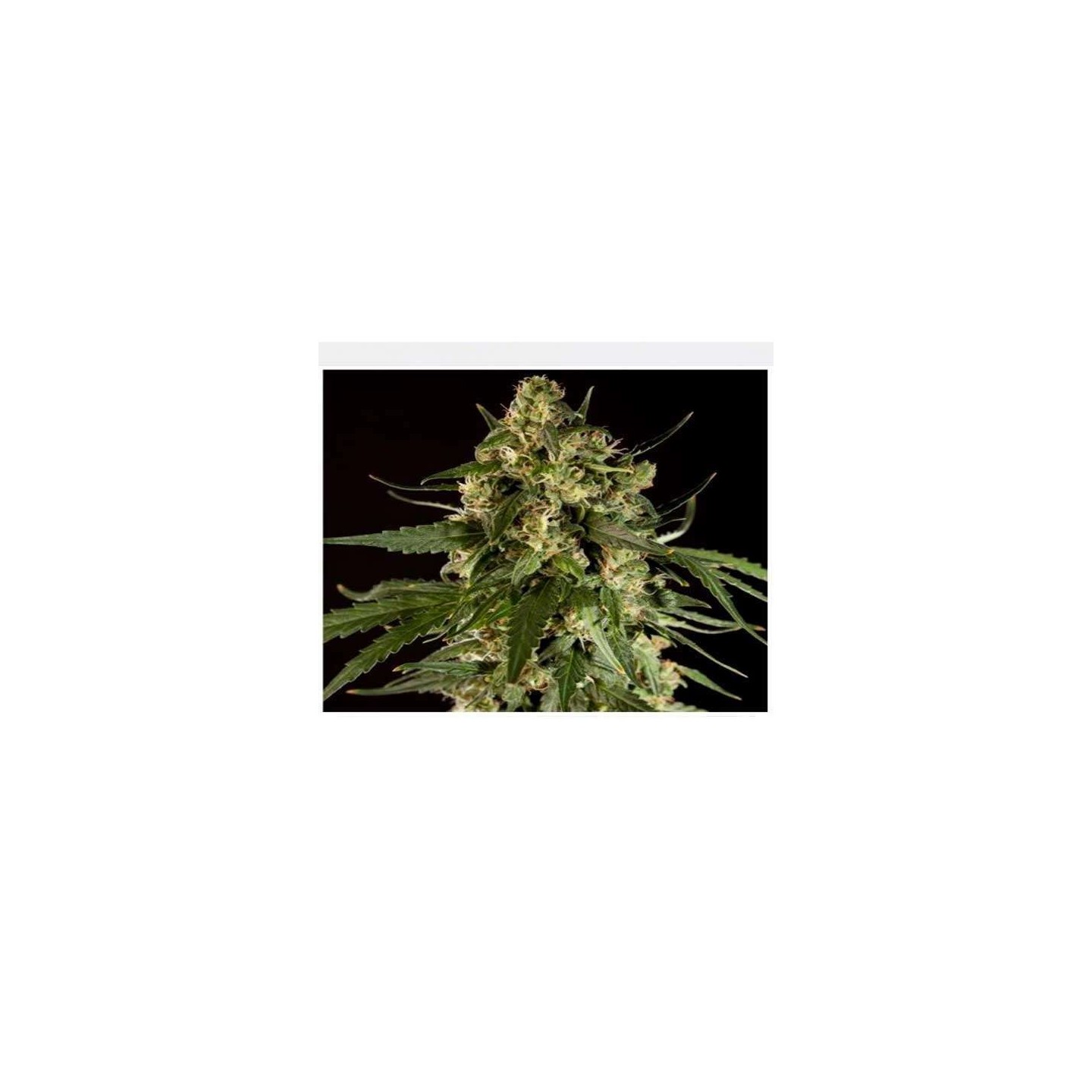 Lemon CBD Autofloreciente Feminizada de Philosopher Seeds