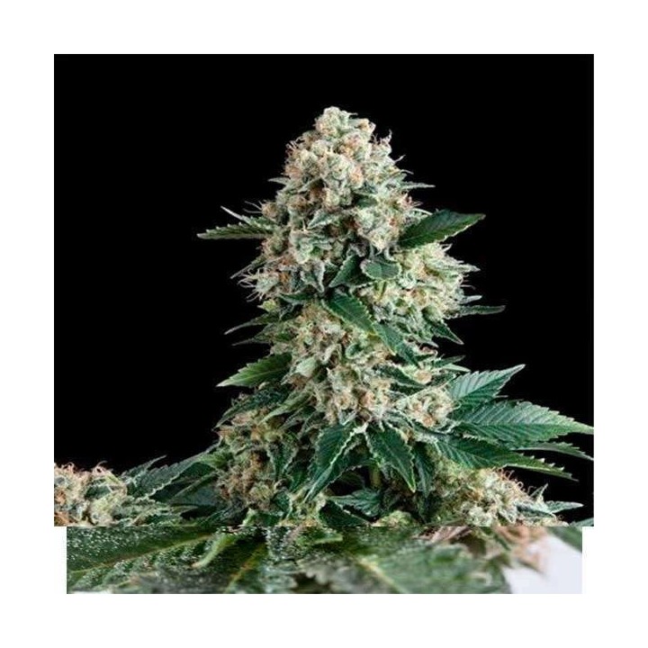 New York City CBD Autofloreciente Feminizada de Pyramid Seeds