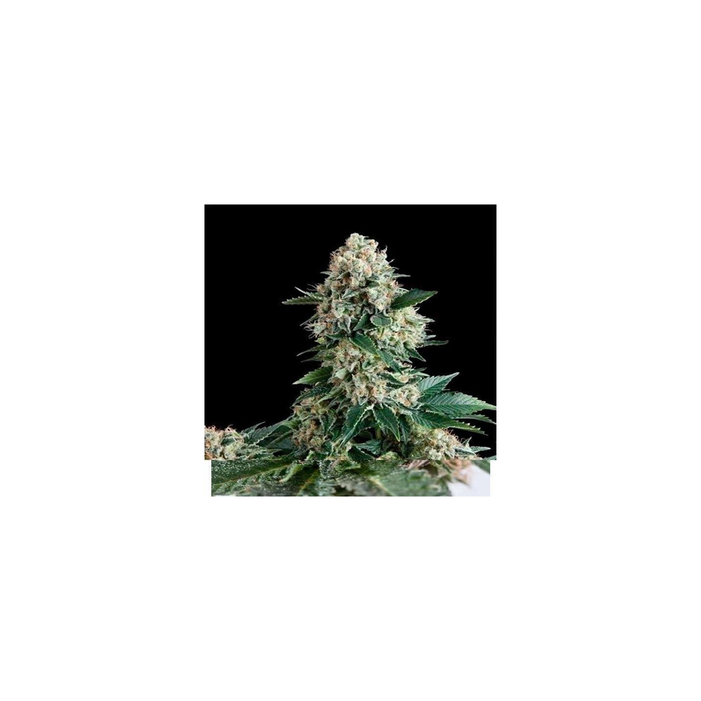 New York City CBD Autofloreciente Feminizada de Pyramid Seeds