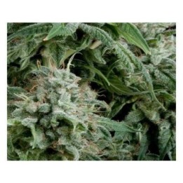 Northern Light CBD Autofloreciente Feminizada de Pyramid Seeds