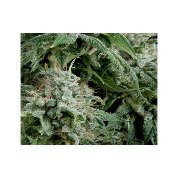 Northern Light CBD Autofloreciente Feminizada de Pyramid Seeds