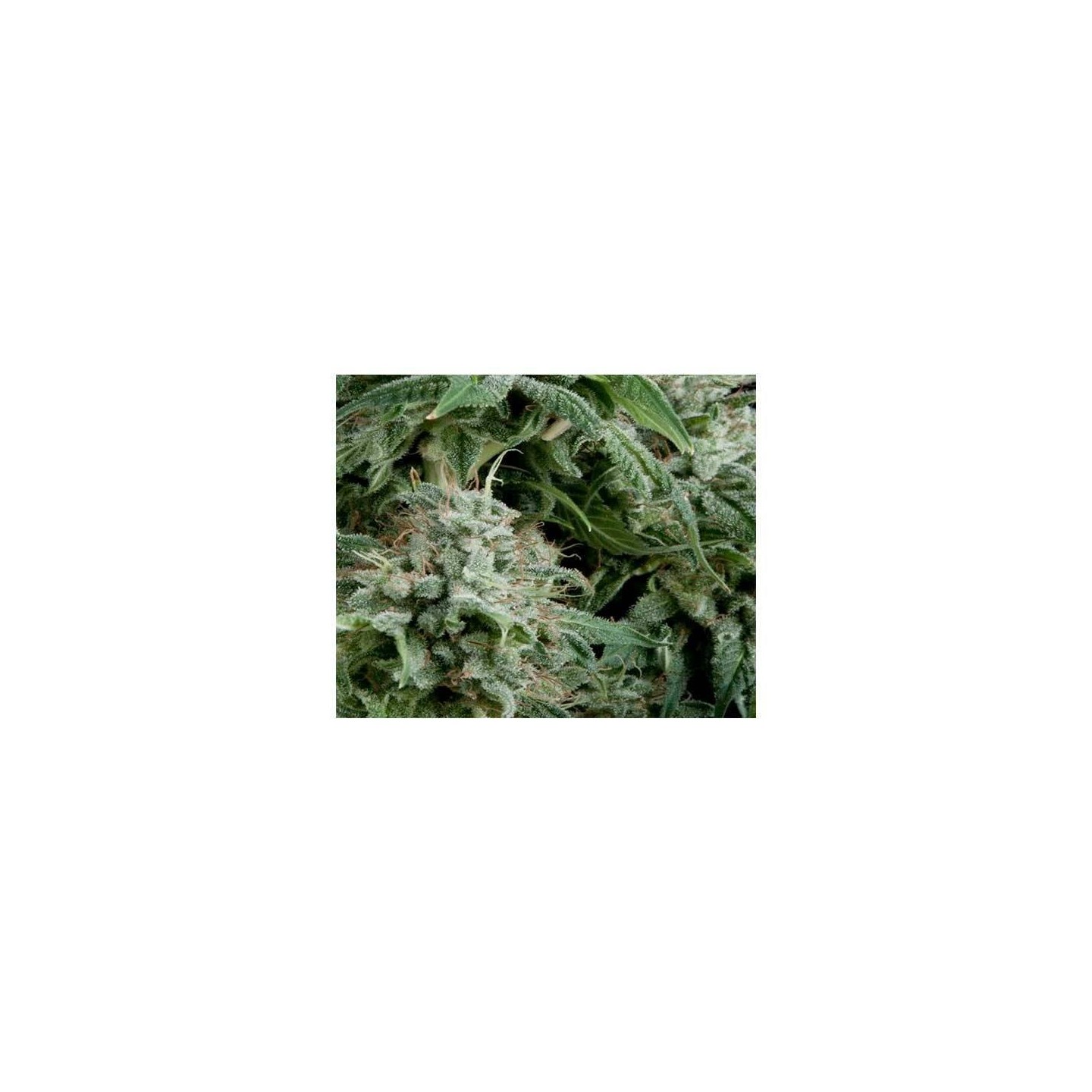 Northern Light CBD Autofloreciente Feminizada de Pyramid Seeds