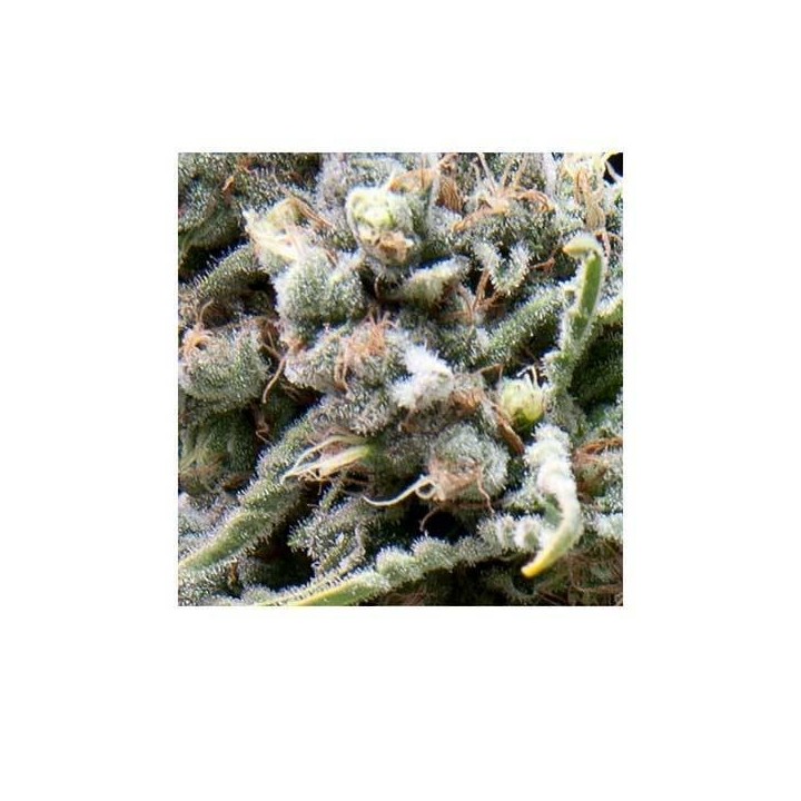 White Widow CBD Autofloreciente Feminizada de Pyramid Seeds