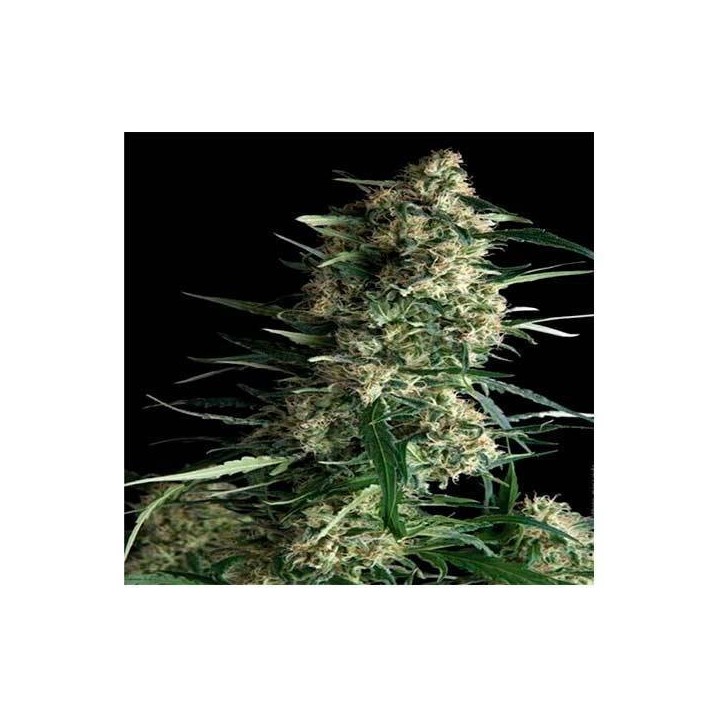 Galaxy CBD Feminizada de Pyramid Seeds