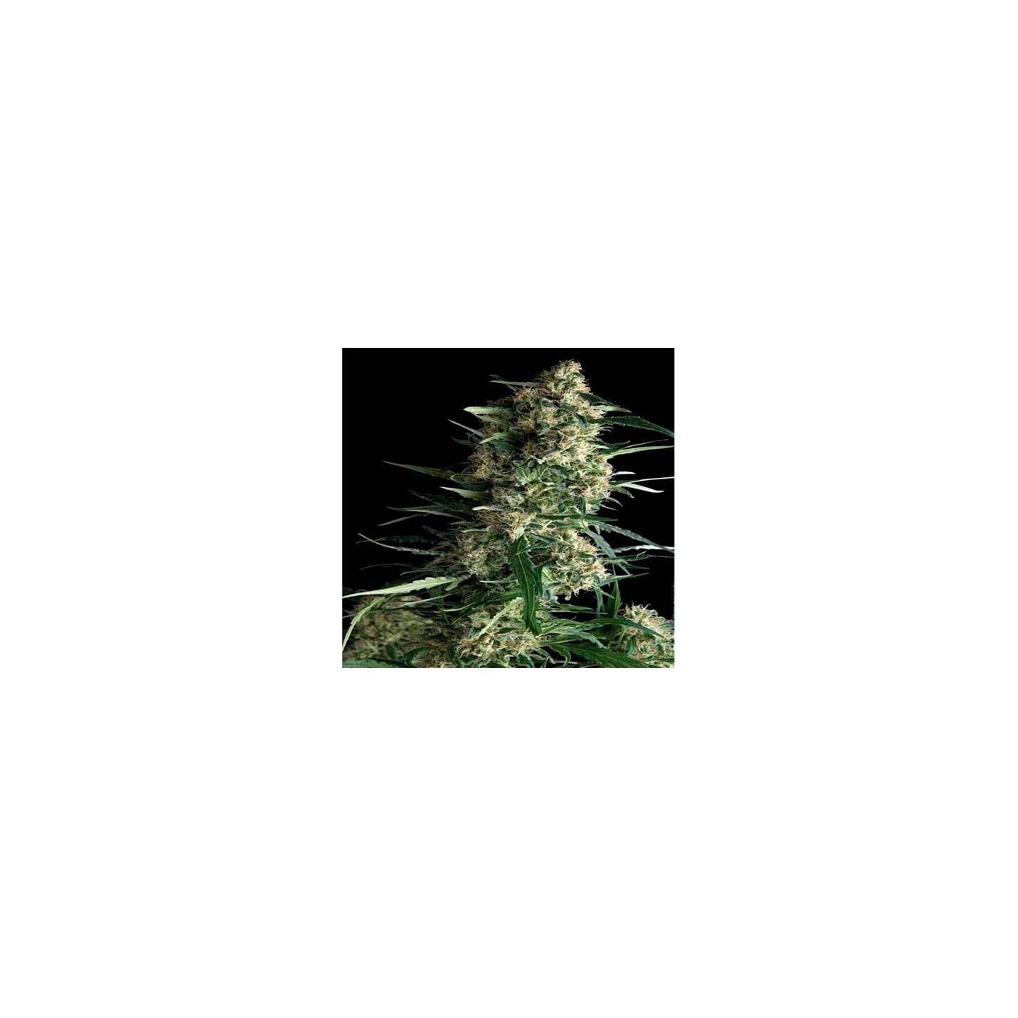 Galaxy CBD Feminizada de Pyramid Seeds