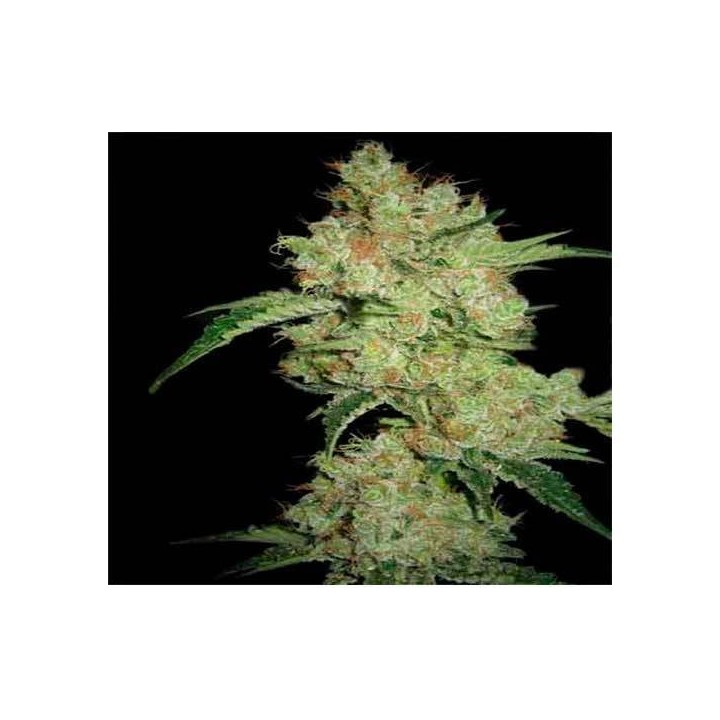 Shark CBD Feminizada de Pyramid Seeds