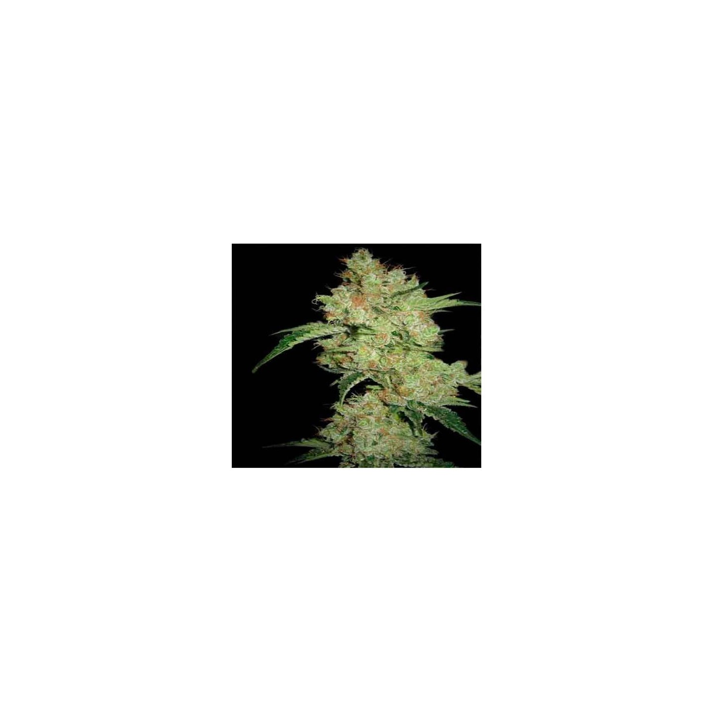 Shark CBD Feminizada de Pyramid Seeds
