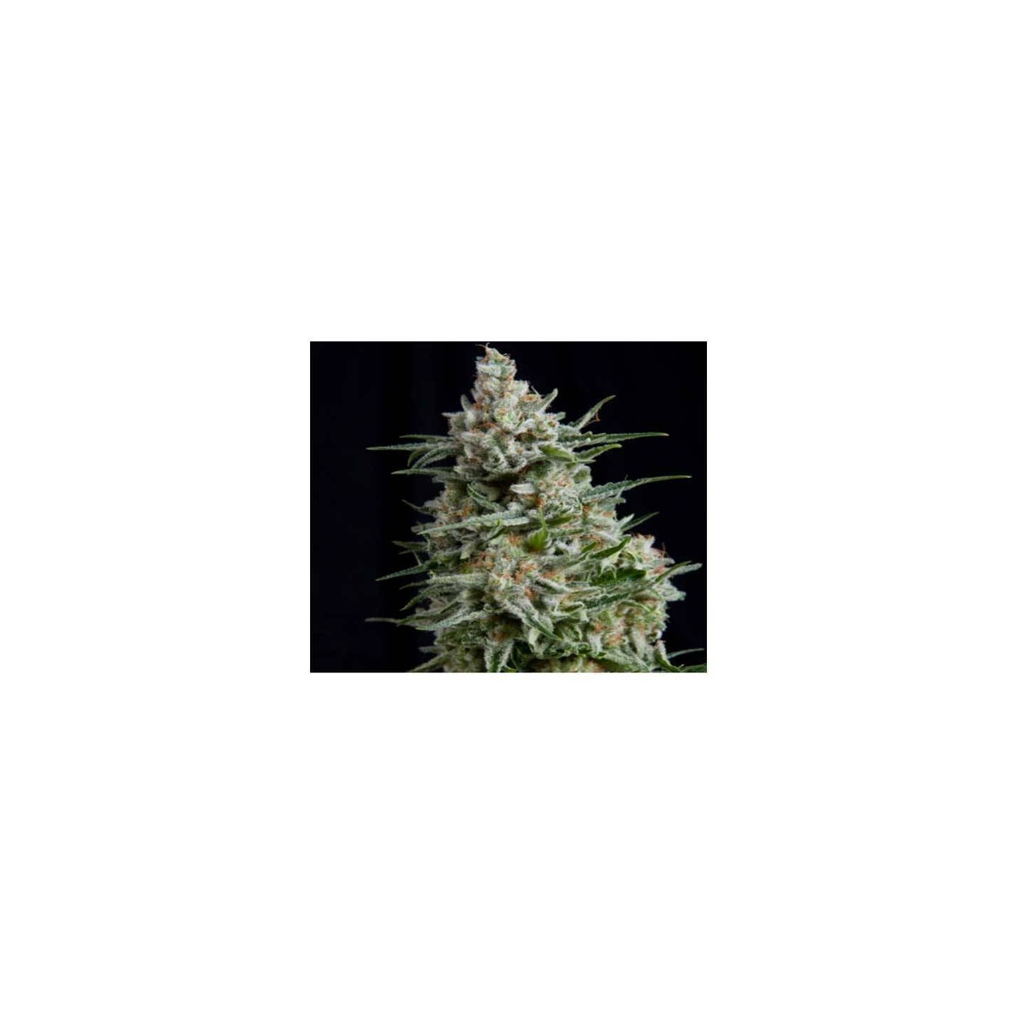 Anesthesia CBD Feminizada de Pyramid Seeds