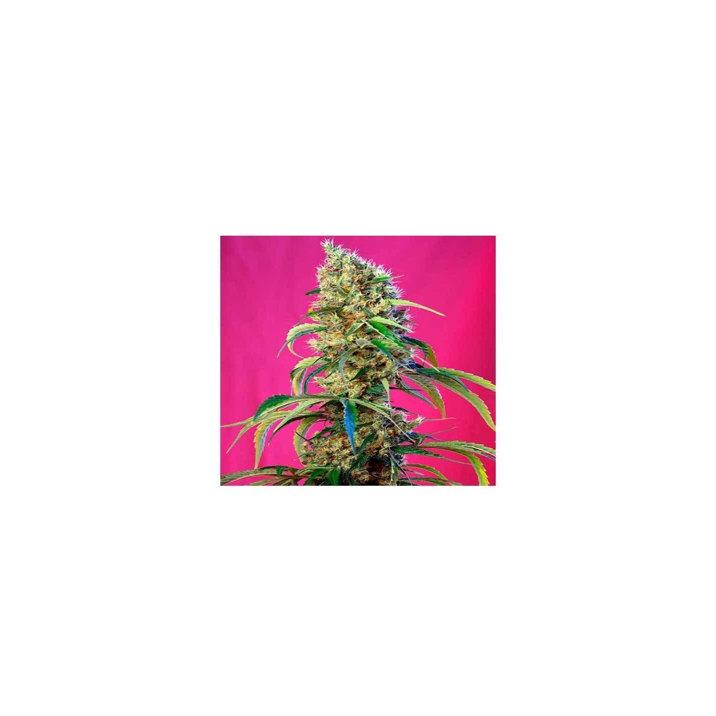 Black Jack CBD Feminizada de Sweet Seeds
