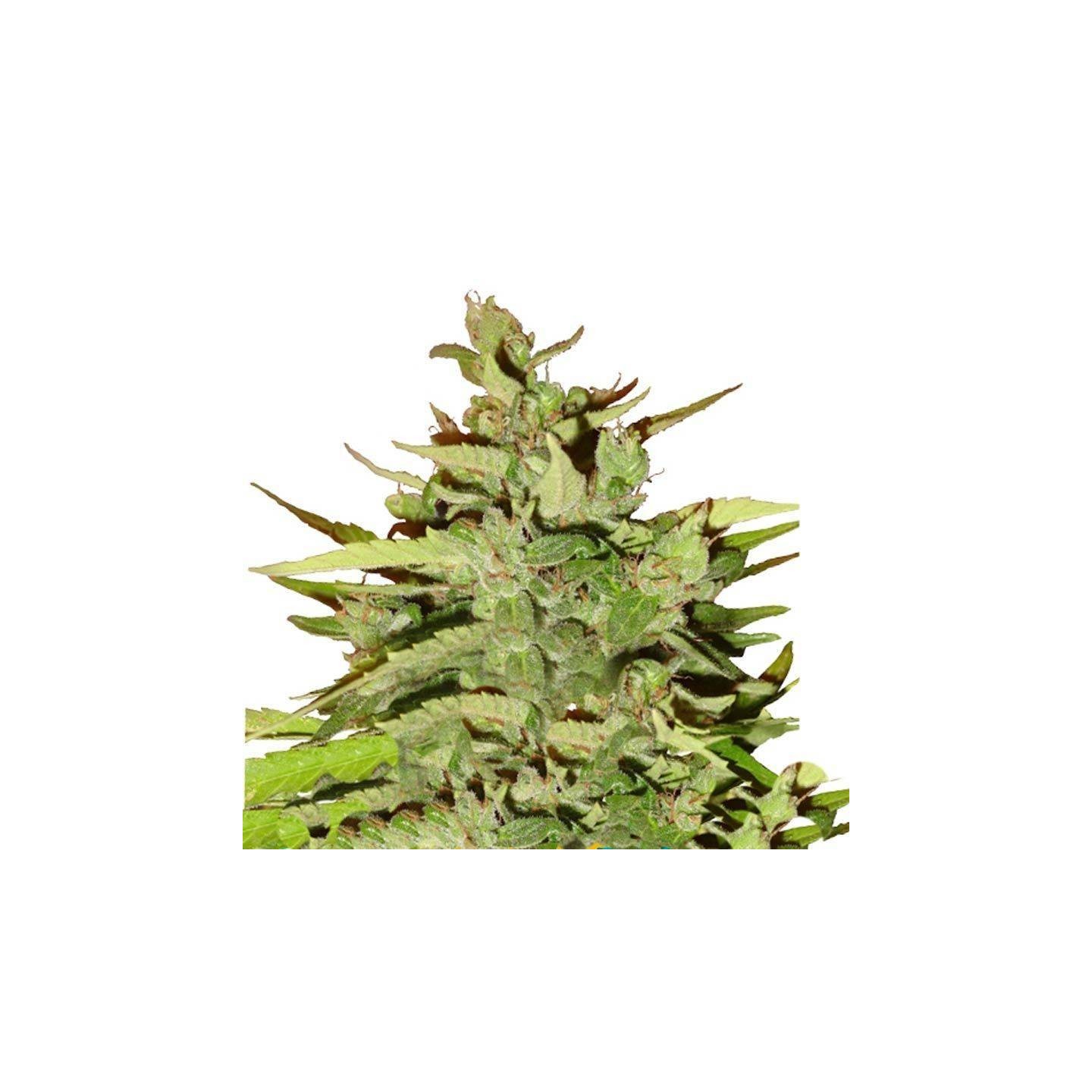 Stress Killer CBD Autofloreciente Feminizada de Royal Queen