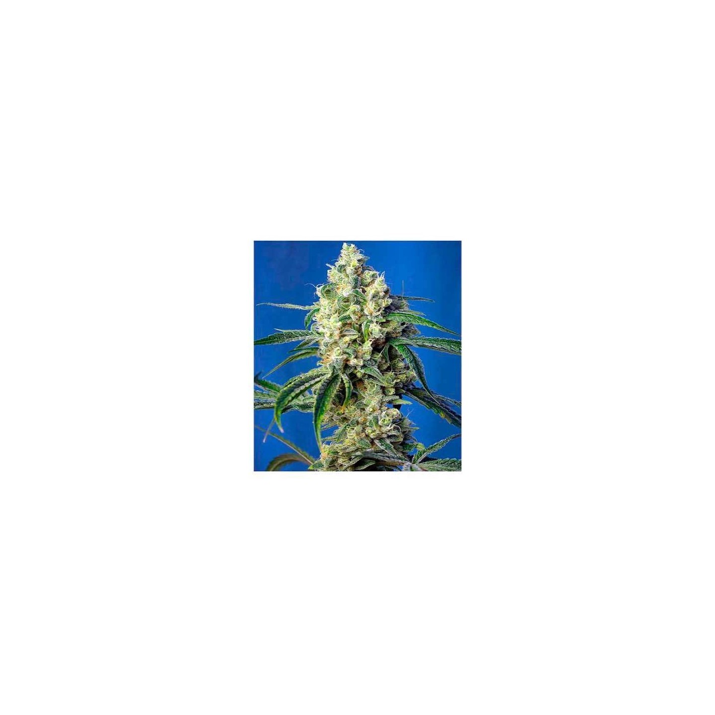 Green Poison CBD Feminizada de Sweet Seeds