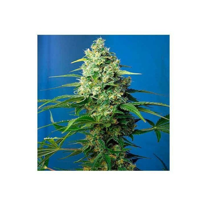 Honey Peach CBD Autofloreciente Feminizada de Sweet Seeds
