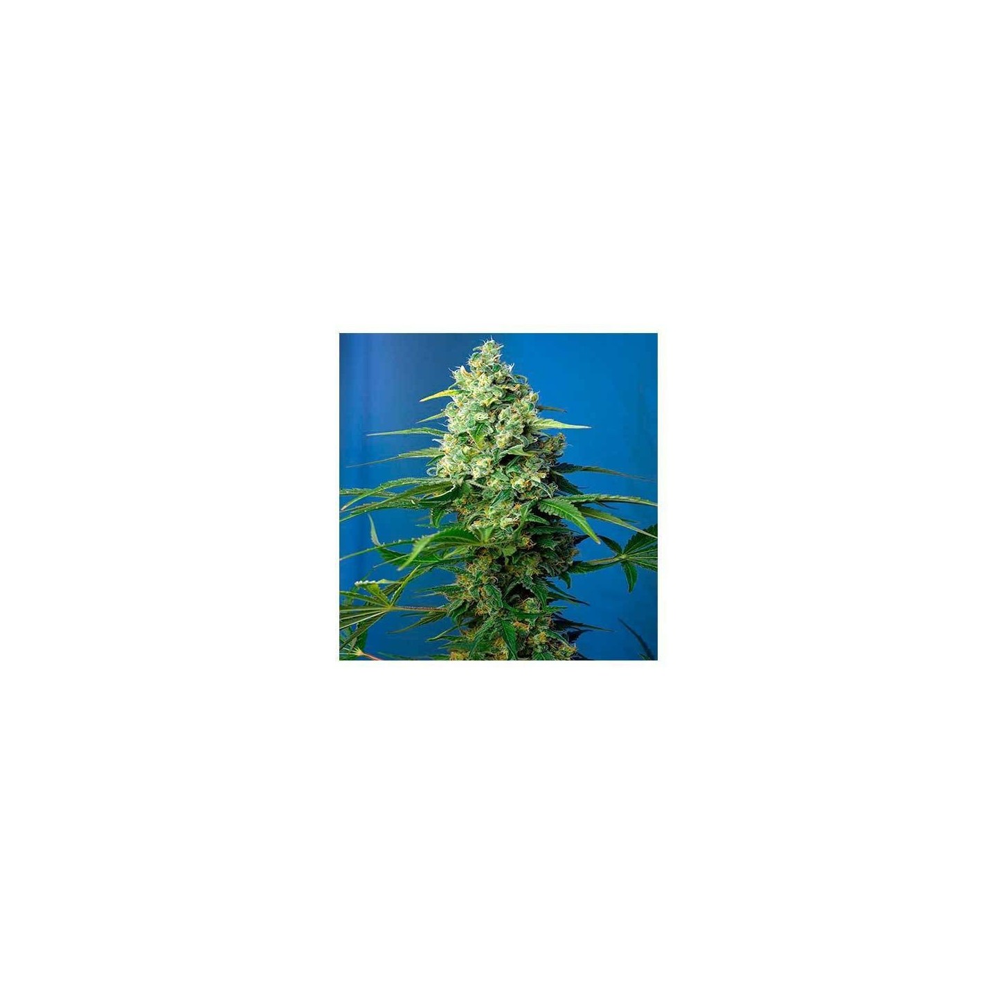 Honey Peach CBD Autofloreciente Feminizada de Sweet Seeds