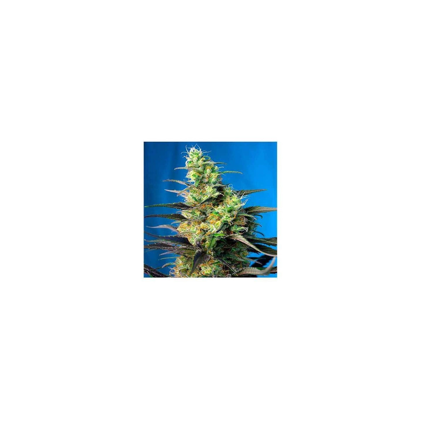 Ice Cool CBD Feminizada de Sweet Seeds
