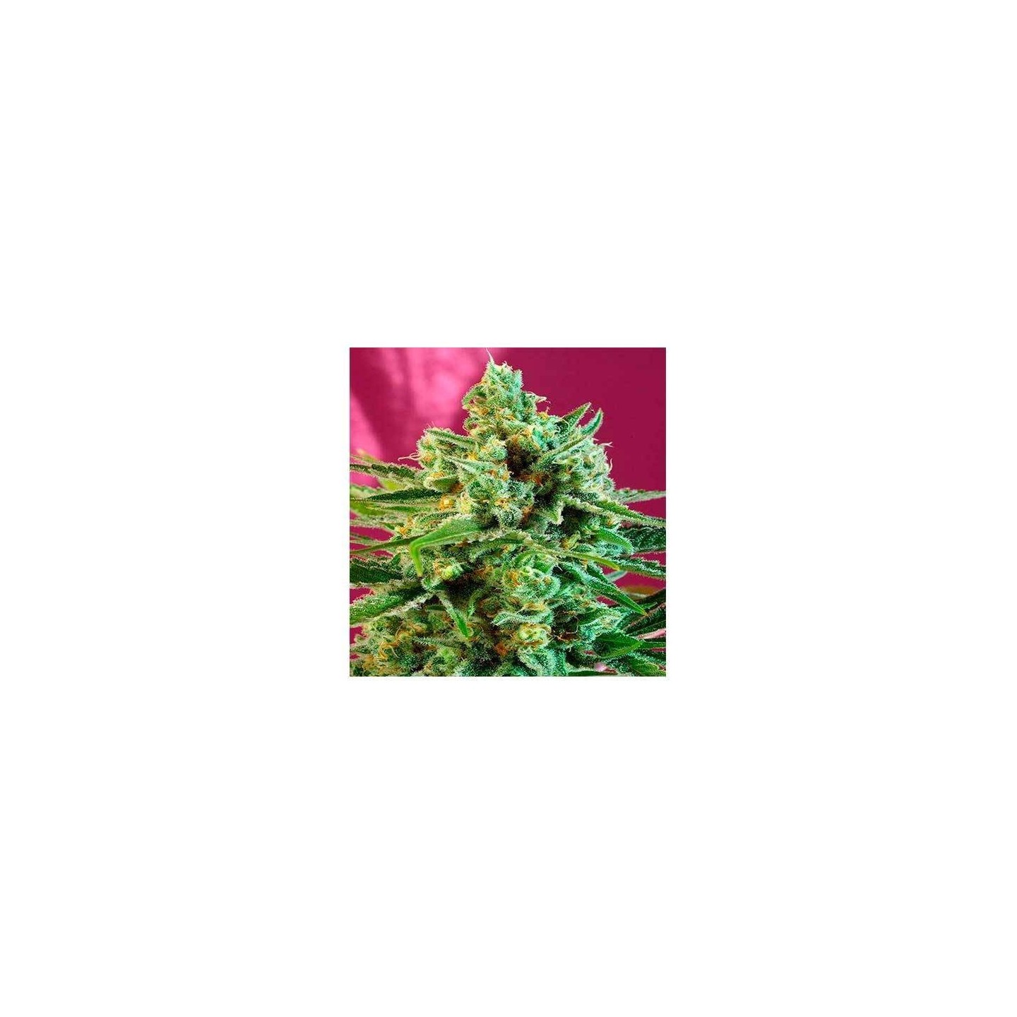 S.A.D. Sweet Afgani Delicious CBD Feminizada de Sweet Seeds