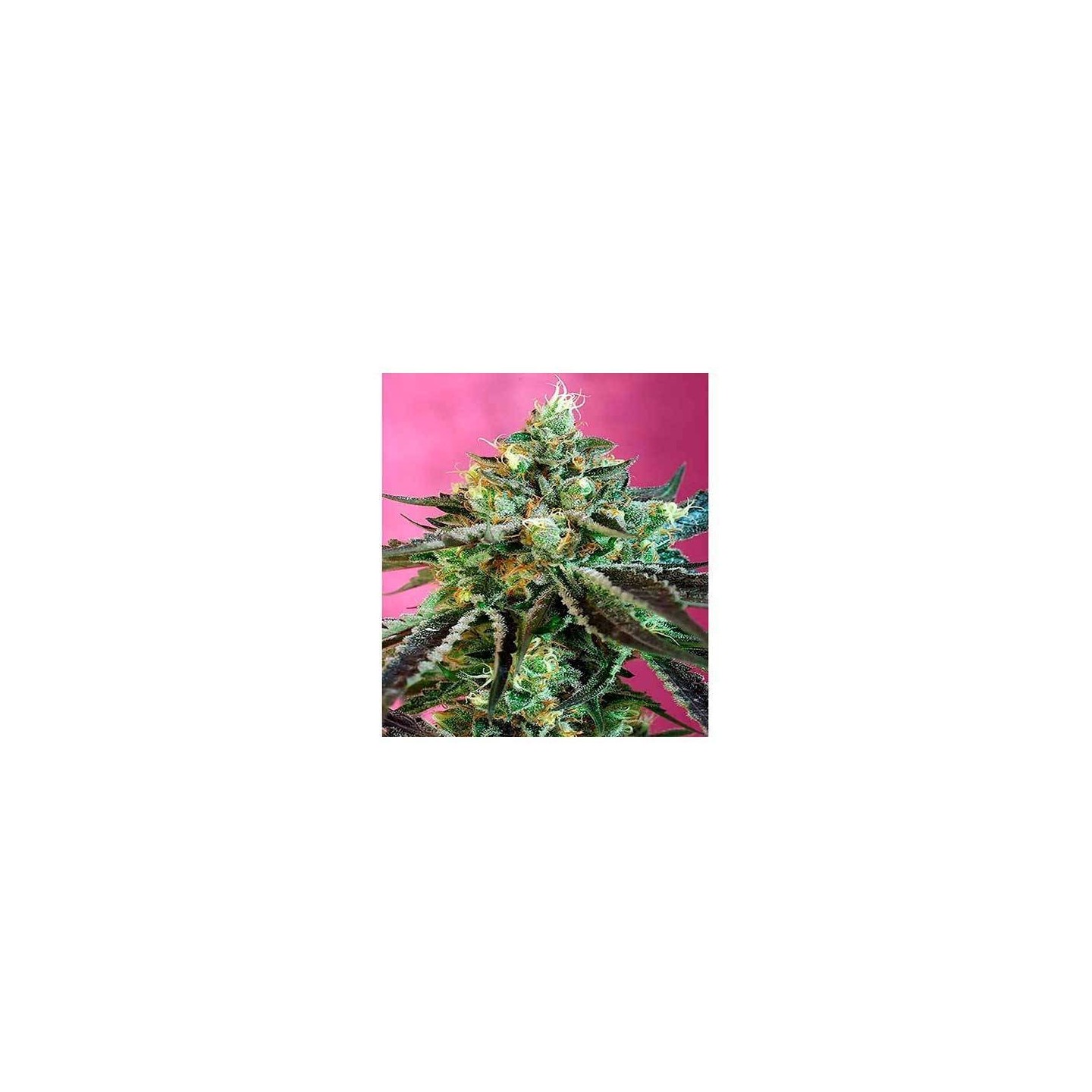 Sweet Nurse CBD Autofloreciente Feminizada de Sweet Seeds