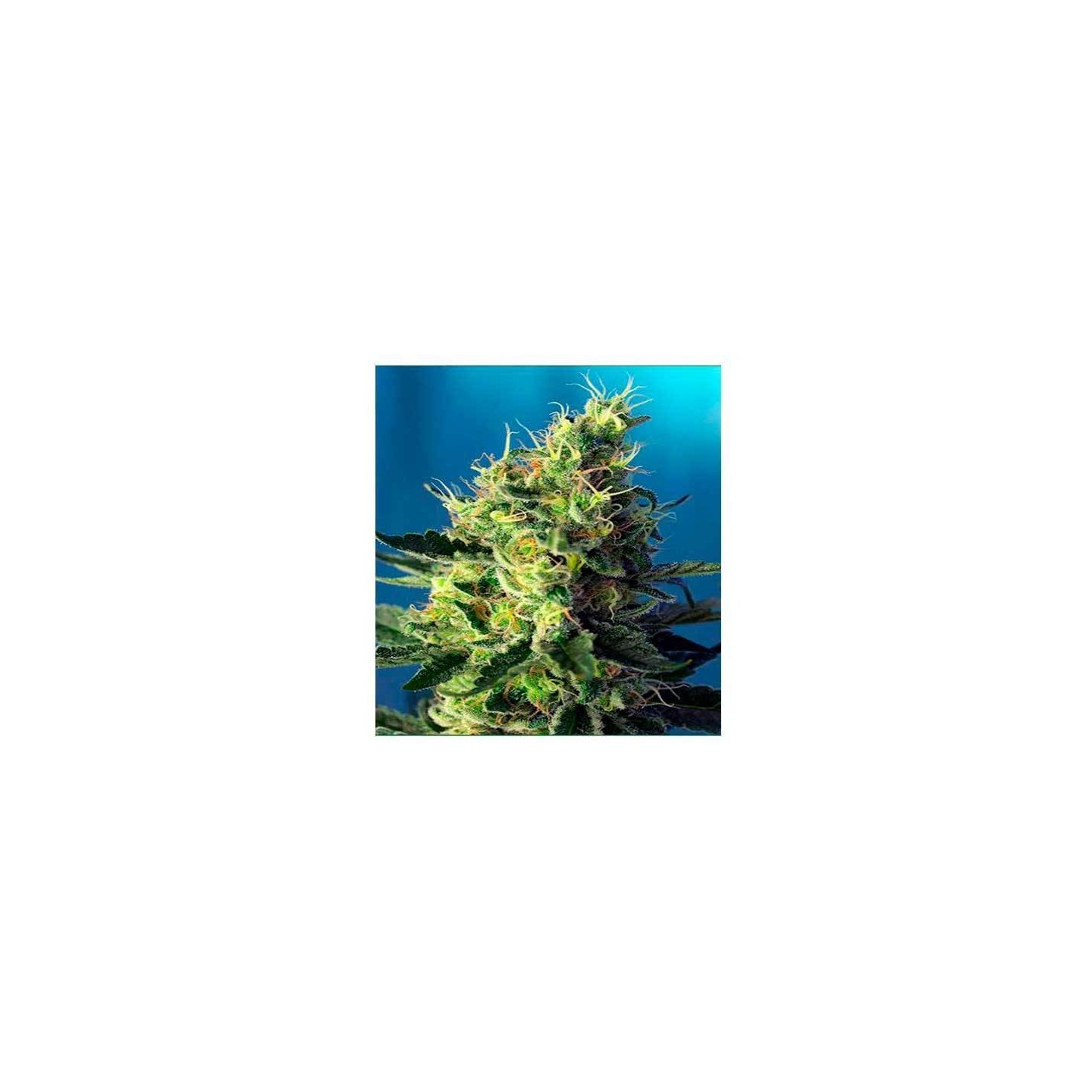 Sweet Pure CBD Feminizada de Sweet Seeds