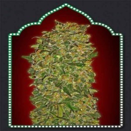 Collection 3 Feminizada de 00 Seeds